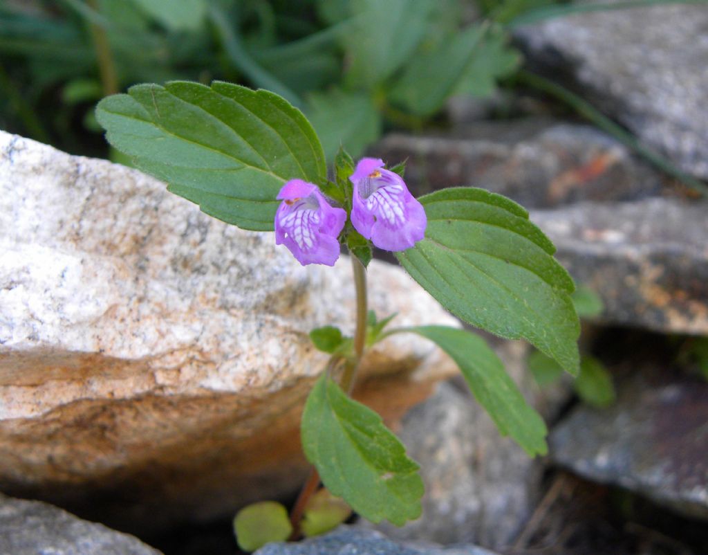 piccolo fiore alpino da determinare - Galeopsis sp.